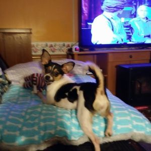 Meet your Posher, Troy